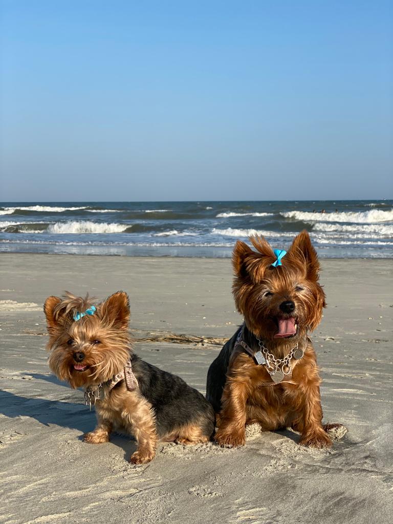 two puppies at the beach