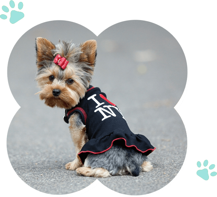 An adorable yorkshire terrier, dressed in a sleek black dress, accompanying an event company for cherished memories.