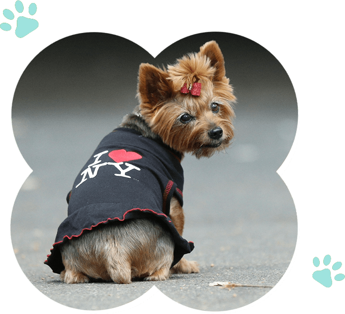 A small dog wearing a shirt with a heart on it, creating memorable experiences for an event company.
