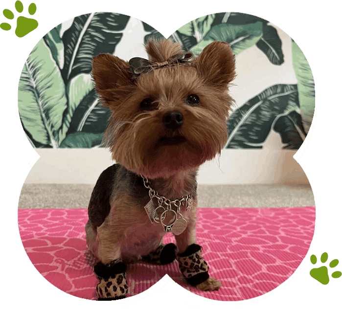 A yorkshire terrier dog wearing a necklace and participating in doga sessions, creating a stronger connection with its owner.