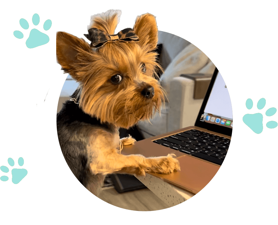 A yorkshire terrier is sitting in front of a laptop, availing picnic services.