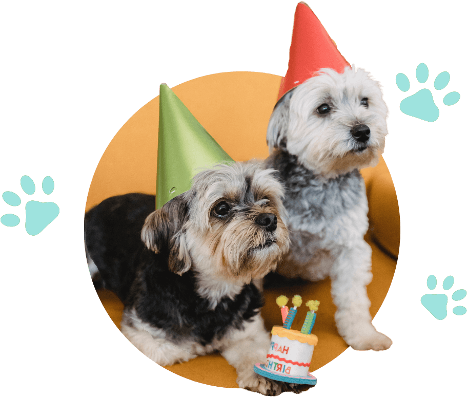 Two dogs wearing party hats celebrating a fun event with a birthday cake.
