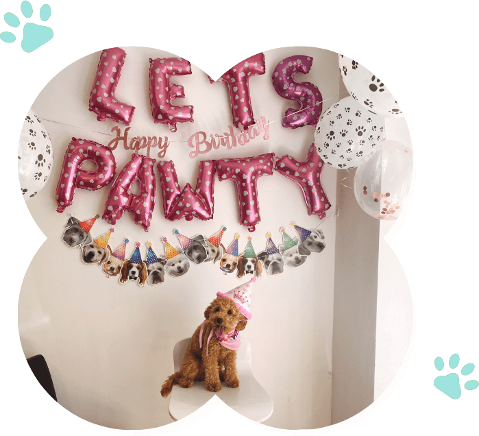 A dog sits in front of balloons and a sign that says let's have a pop-up picnic party.